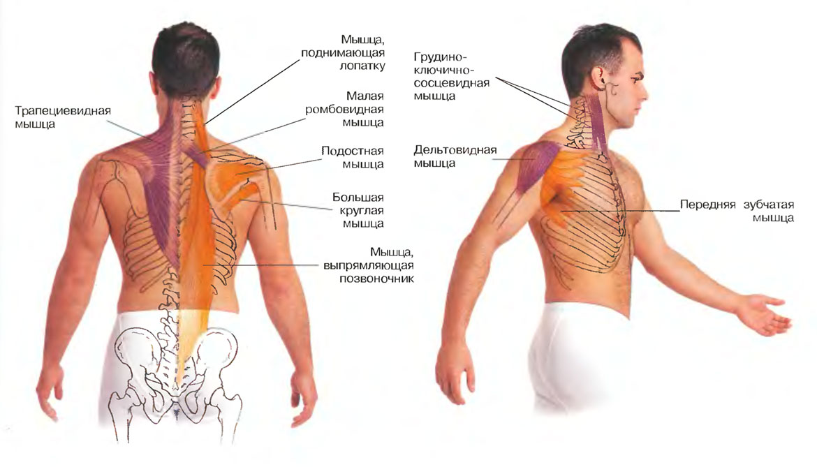 Анатомия спины человека в картинках