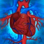 Про сердце, сосуды и диагностику